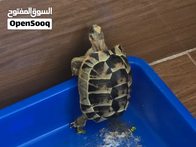 سحلفاه للبيع بسعر مغري
