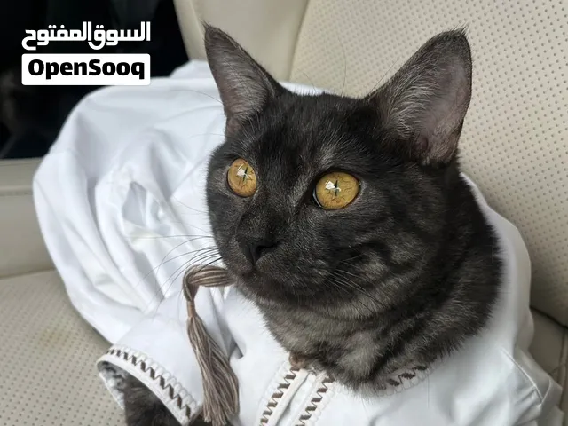 قط منزلي للتبني