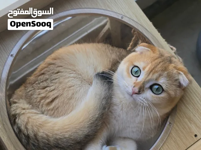 للبيع ذكر سكوتش فولد بريتش شورت هير Ny12