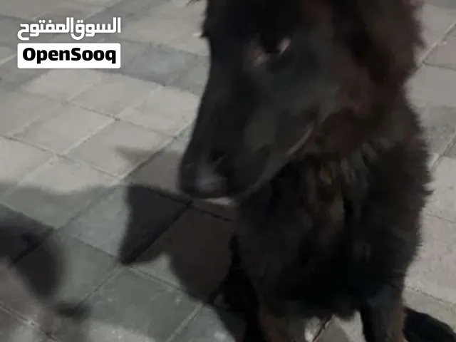 للبيع تخليص سريع