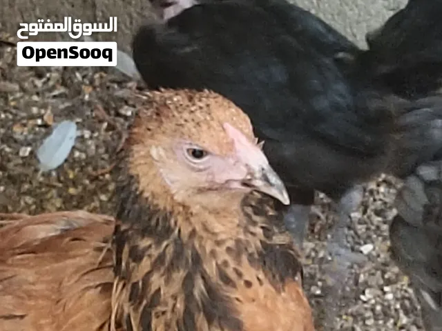 دجاج بلدي وحمام للبيع