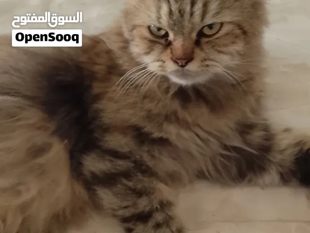 cat for sale