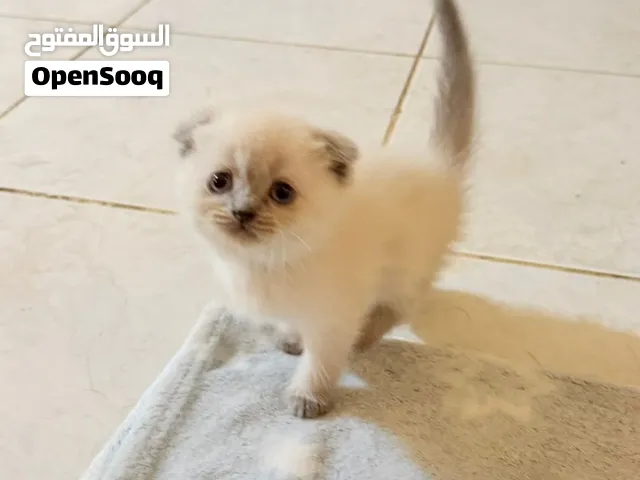 قطط عمرها شهرين للبيع ب 1500 درهم وقابل للتفاوض مكس سكوتش فولد مع بريتش