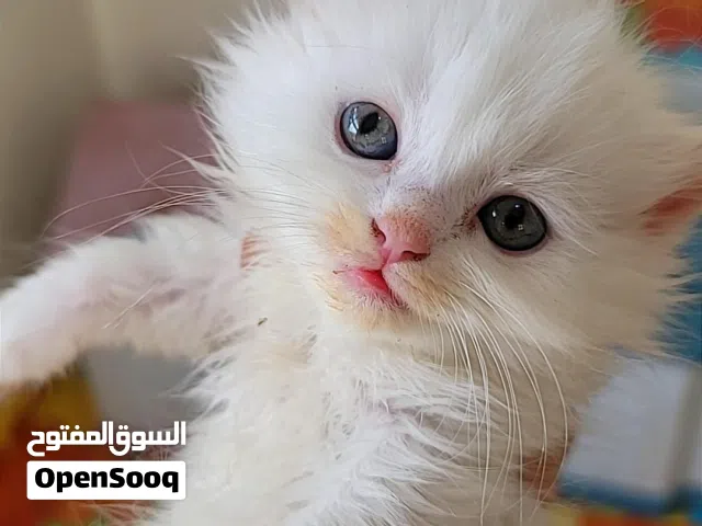 قطط شيرازي بيور