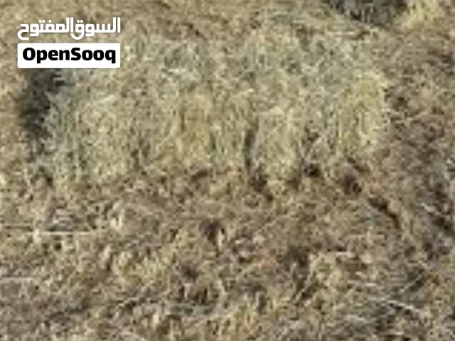 حشيشة للبيع