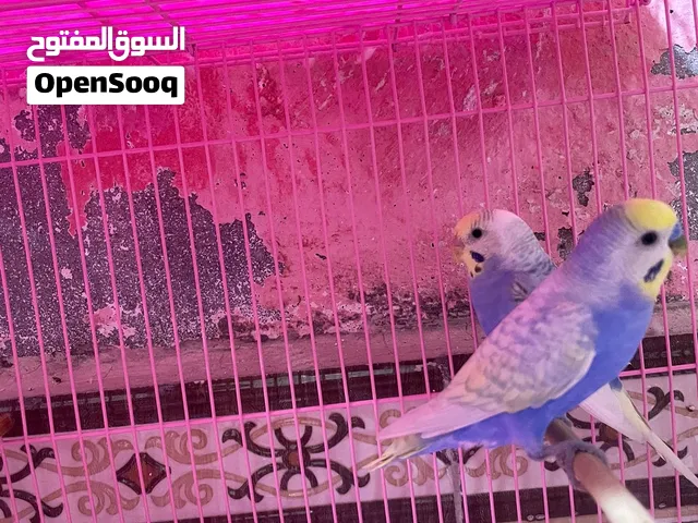 طيور حب رينبو