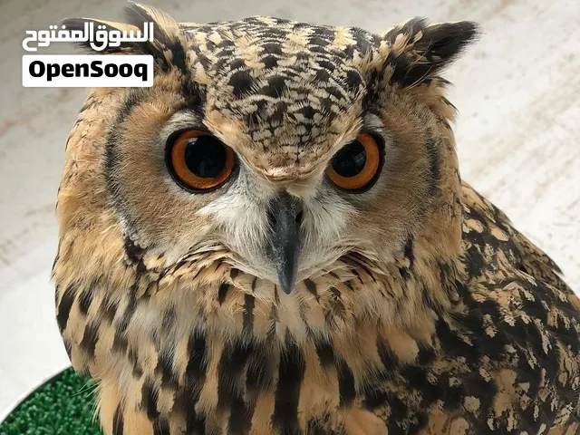 مطلوب هذي ألبومه