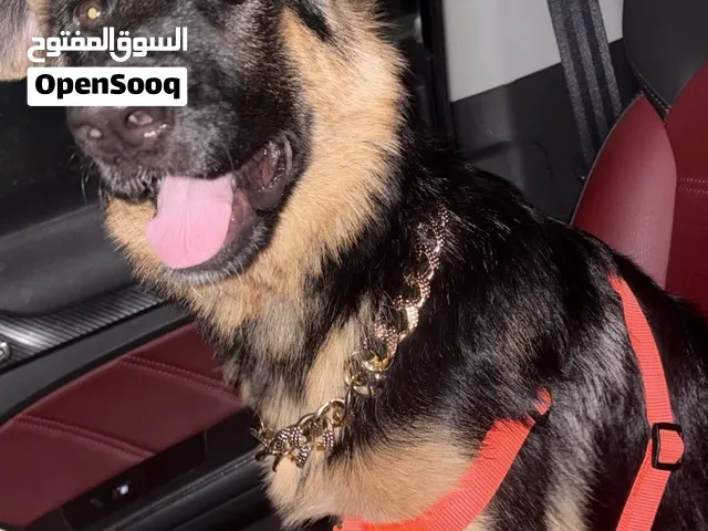 للبيه جرو جيرمن