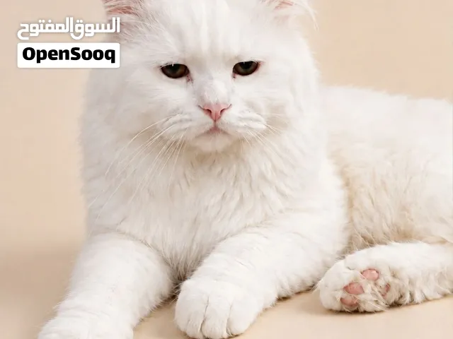 قط بيرشن  شيرازي أبيض جميل للبيع – Sugar