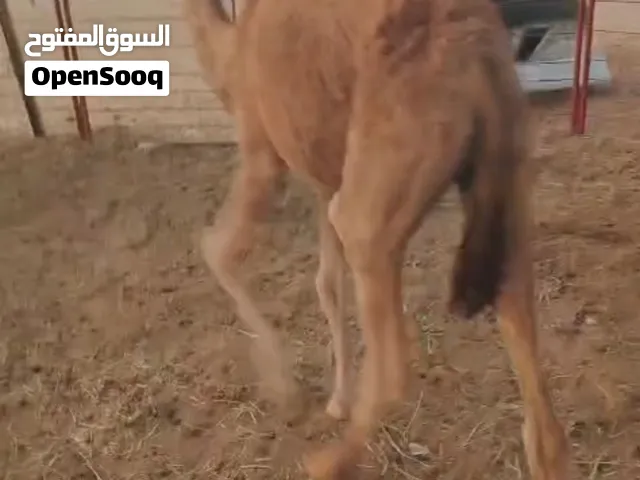 قعدان للبيع