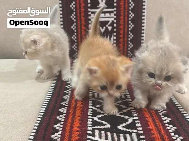 7 kittens British shorthair ny12 and ay12