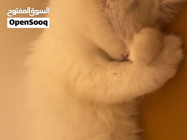 قطة للبيع ، قطط للبيع