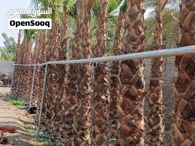 washingtonia