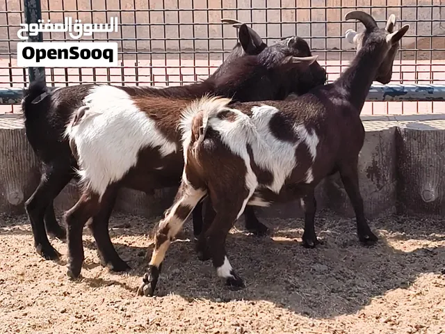 Dwarf goat for sale
