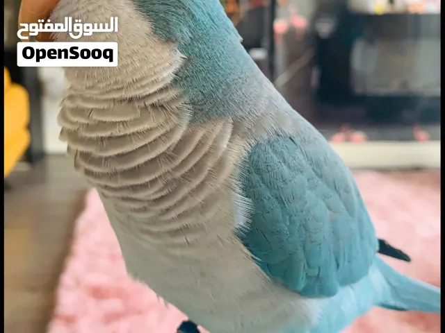Dubai looking for these parrots