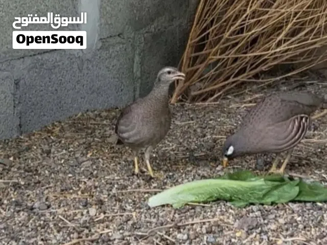 زوج صبا شبه اليف اقراء الوصف