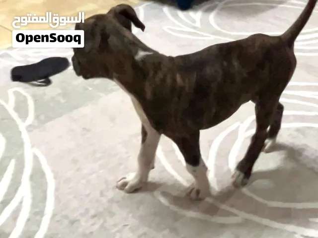 دكر بيتبول للبيع عمر 3 شهور ونص