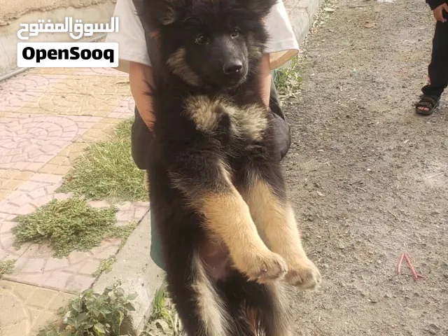 جراوي جيرمن مستويات قويه