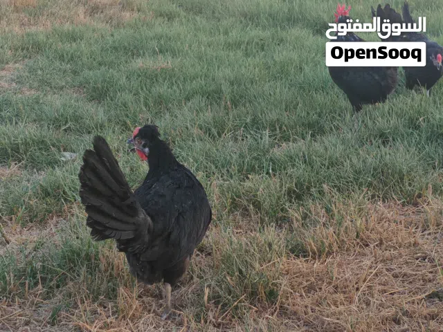 دجاج عربي بياض للبيع