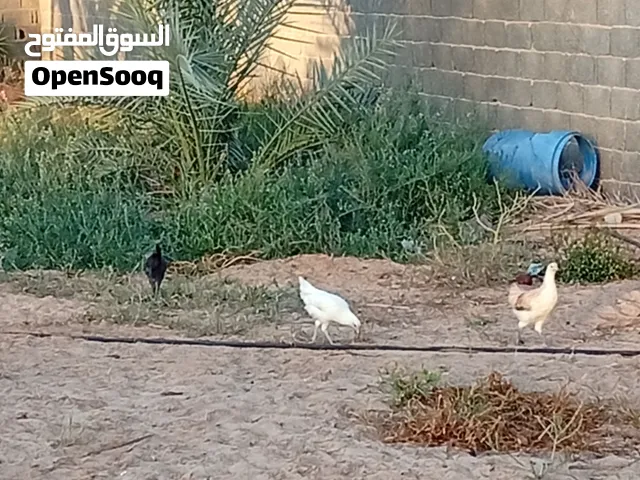 عتوقه علي افتوح العدد 14, أو ديك العدد كمل 15