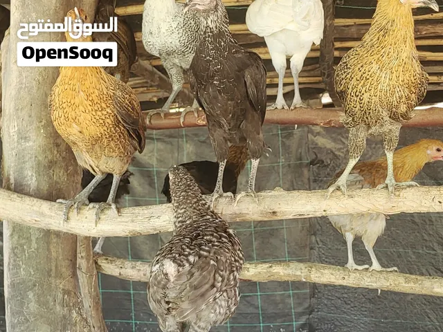 تربية الدجاج