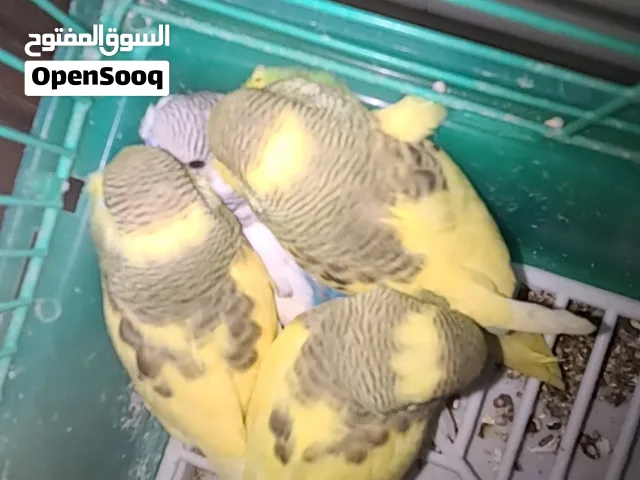 طيور بادجي 3ذكور 1انثاء السعر الواحد 1500طيور ماشأالله صحه حلوه العمر شهر واشويه