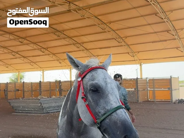 حصان قدره وتحمل للبيع