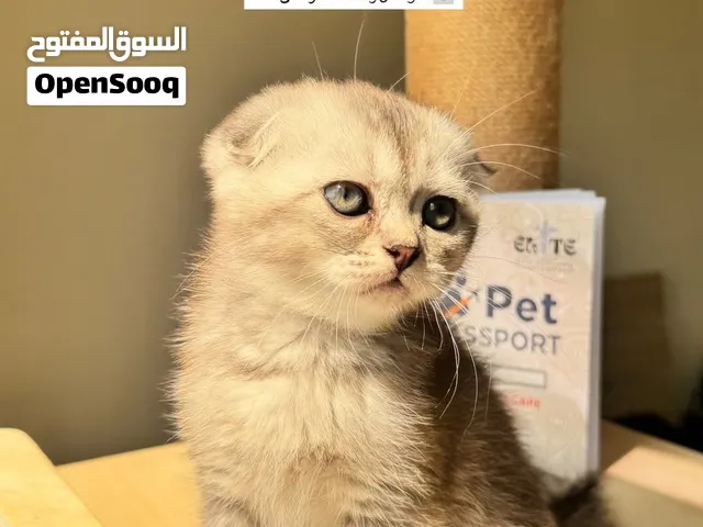 Scottish Fold Black Silver Shaded (SFS ns 11) Double fold
