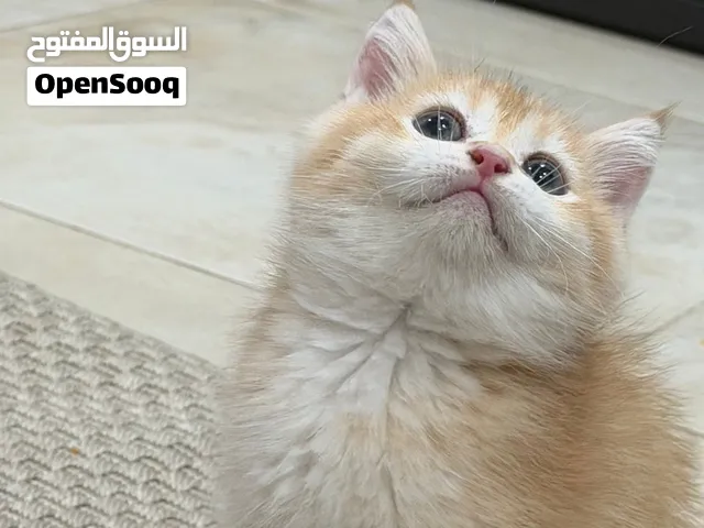 سكوتش قولد ستريت بيور