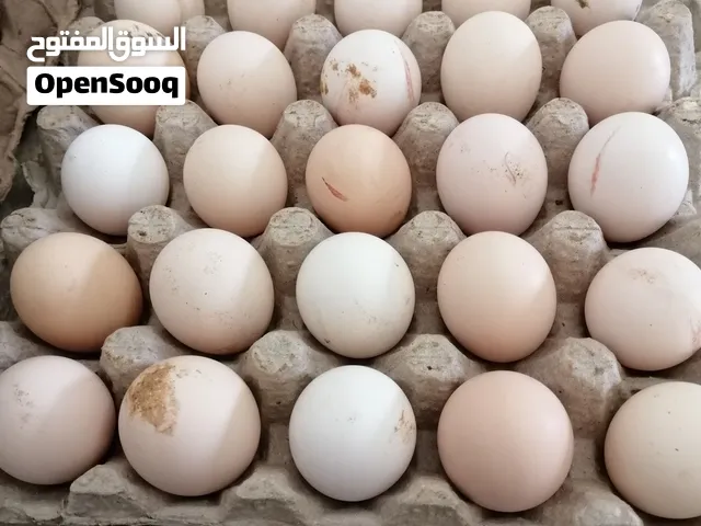 دحي عربي للتحضين