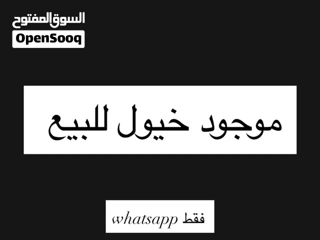 موجود خيول عربية للبيع