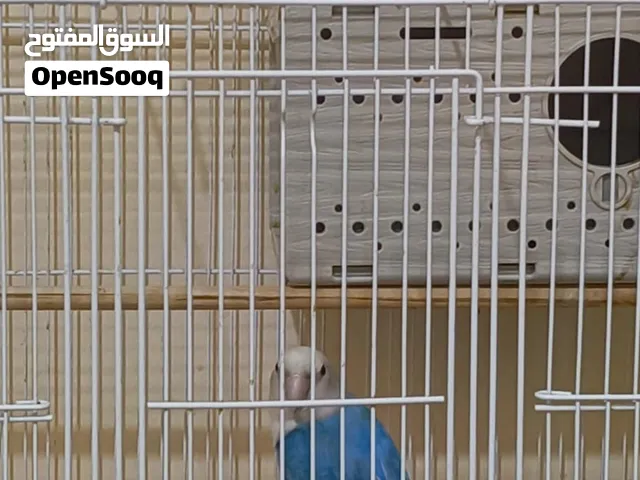 النوع: طائر حب (روز) من فصيلة الببغاوات ا السعر: يحدد عند التواصل. للجادين التواصل على الخاص.