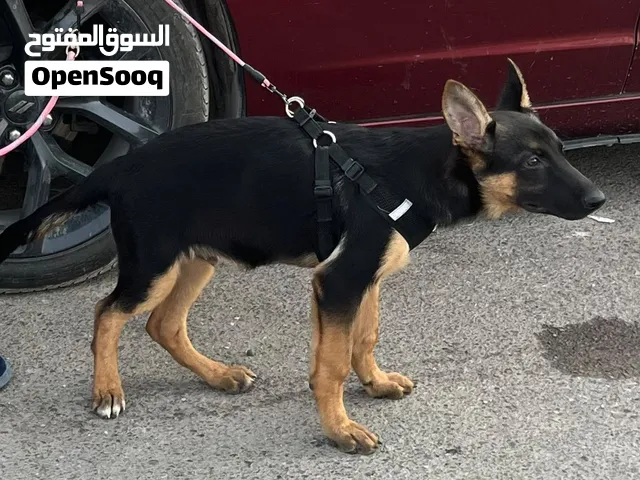 جيرمن شولاين شورت هير