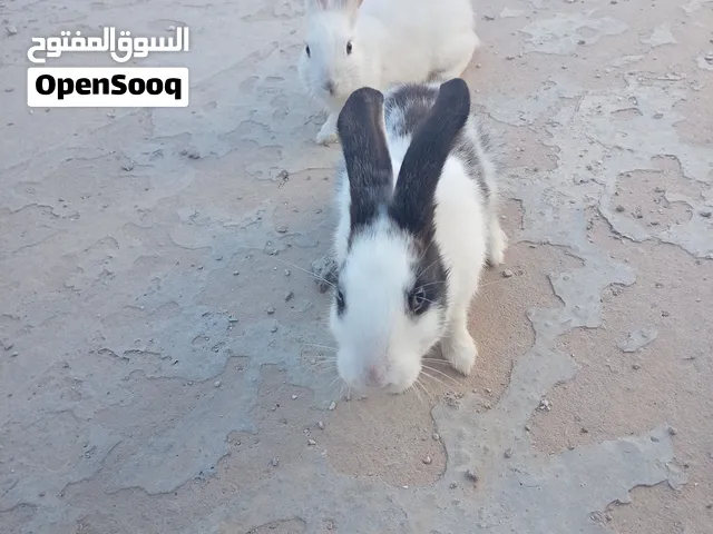 ارانب بلدي ذكر و أنثى بسعر 5 JOD