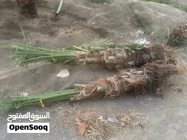 فسائل نخلص بانوع مختلفه