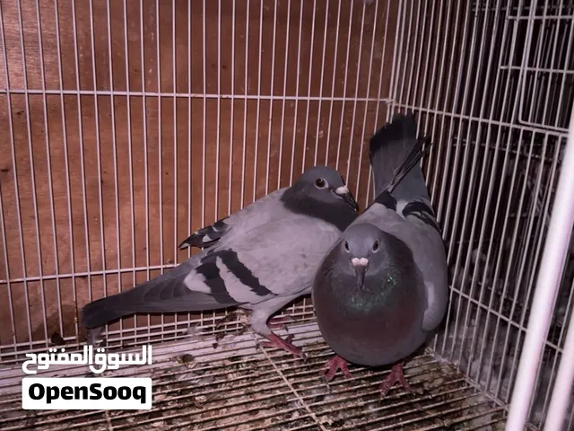 زوج زاجل للبيع racing pigeon pair for sale
