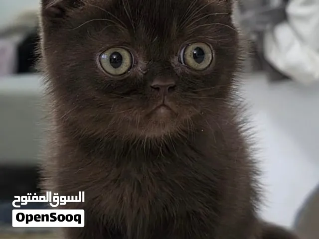 سكوتش فولد شورت هير شوكلت ذكر  Scottish Fold Chocolate male