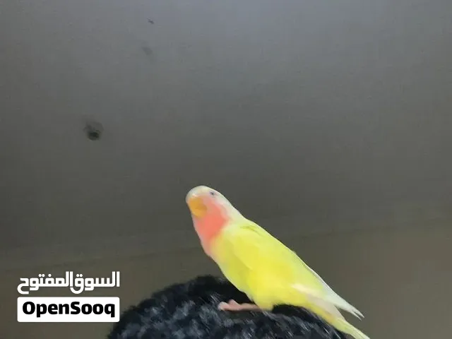 طير روز لاتينو اصفر