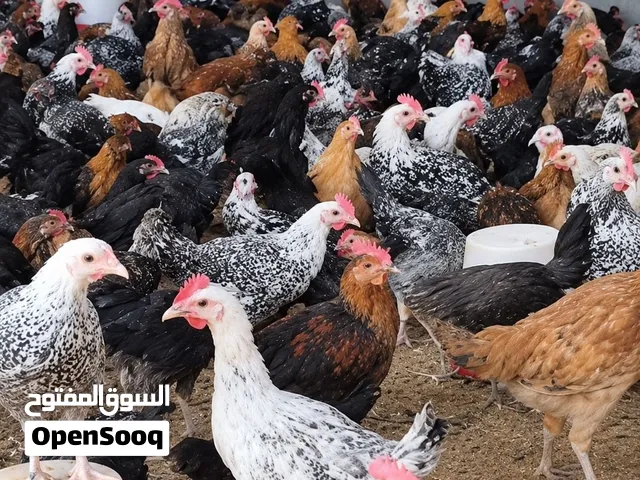 دجاج مشكل للبيع عمر شهرين