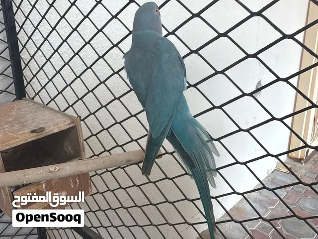 طيور للبيع