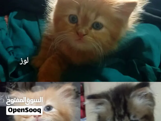 لمحبي القطط في اليمن محافظه اب،،، استغلو الفرصه ب 40000 أربعون الف