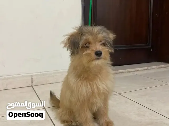 يوركشاير صغير