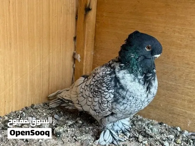 مطلوب بسعر مناسب