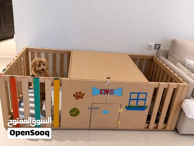 توي بودل Toy poodle