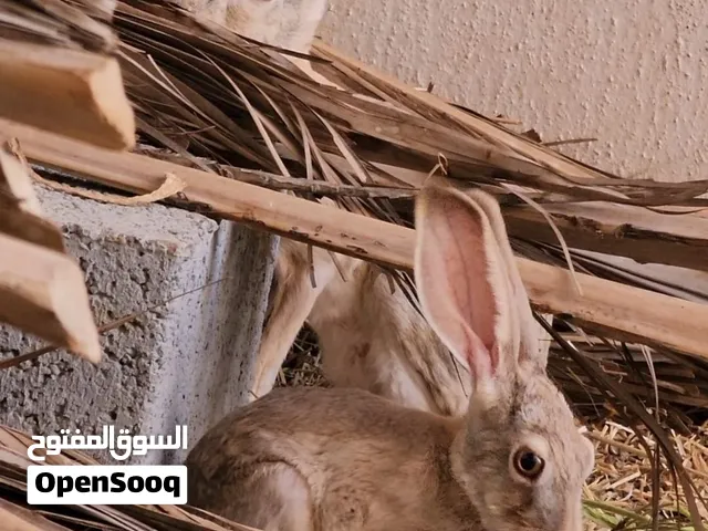 ارنب بري ذكر