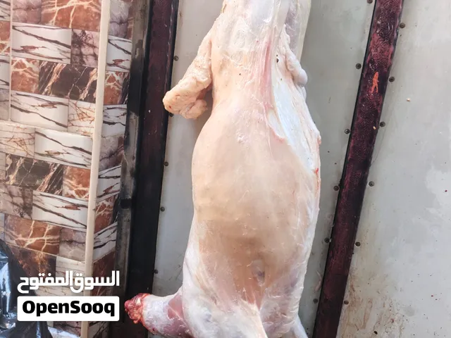 السلام عليكم ذبح الذبائح جزارة ذبح وصلخ وتقطيع الخراف والماعز والأبقار والجاموس والابل والنعام