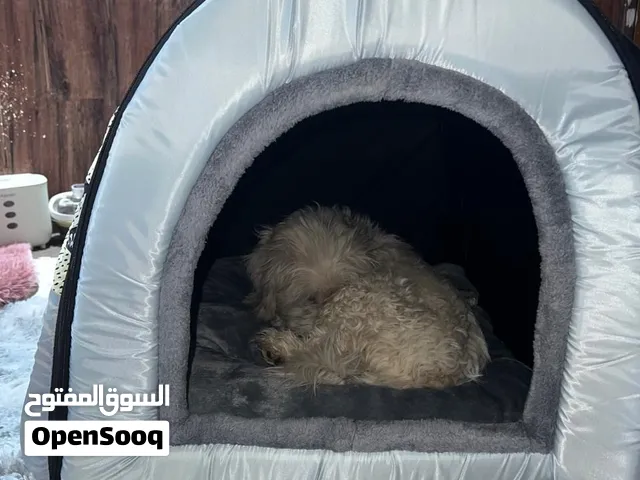 بيت كبير للقطط او الكلاب