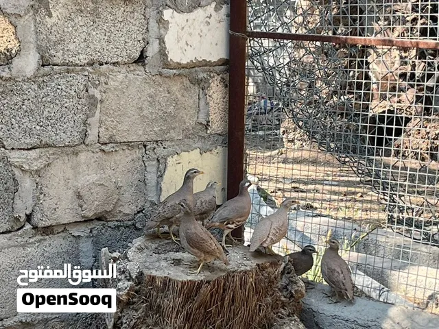صبا عماني تفقيس طبيعي