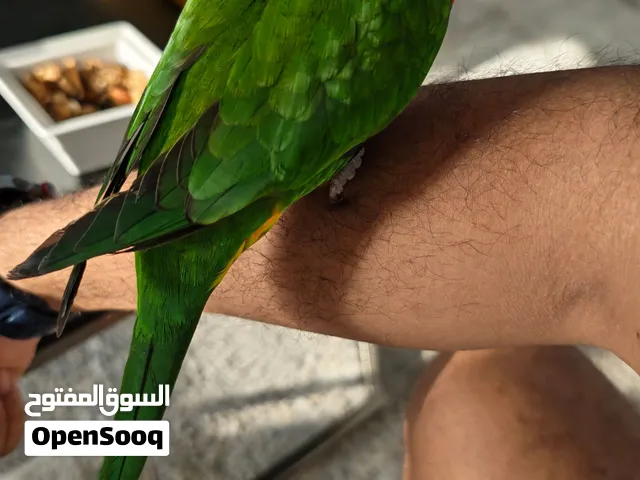 لوري جدا اليف ولعوب ويركب على اليد.. بعمر  السنه تقريباً 1200 قابل للتفاوض بالمعقول