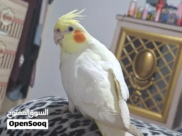 عصافير كوكتيل  اتنين ( أنثى/ ذكر)  مُدربين لون اصفر